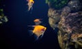 Yellow freshwater angel fish, aka pterophyllum scalare Royalty Free Stock Photo