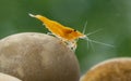 Yellow freshwater shrimp Neocaridina heteropoda