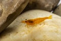 Yellow freshwater shrimp Neocaridina heteropoda