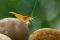 Yellow freshwater shrimp Neocaridina heteropoda