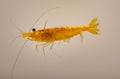 Yellow freshwater shrimp Neocaridina heteropoda