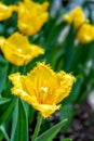 Yellow Frilly Tulips Royalty Free Stock Photo