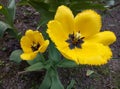 Yellow fringed tulip. Spring came with flowers. Royalty Free Stock Photo