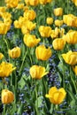 Big flowers of yellow tulips and small flowers of Myosostis