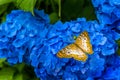 Yellow Fritillary butterfly on blue flowers Royalty Free Stock Photo