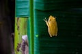 Yellow frog clinging Royalty Free Stock Photo