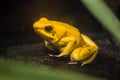 Yellow Frog Royalty Free Stock Photo