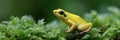 A yellow frog is sitting on a green leaf Royalty Free Stock Photo