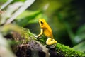 Yellow frog on tree Royalty Free Stock Photo
