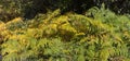 Yellow fronds of Common bracken, Pteridium aquilinum Royalty Free Stock Photo