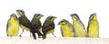 Yellow-fronted canaries (Crithagra mozambica) Royalty Free Stock Photo