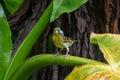 Yellow fronted canary bird, Crithagra mozambica, perched on a palm leaf with a feather in beak, Mauritius Royalty Free Stock Photo