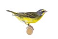 Yellow fronted canary bird on white Royalty Free Stock Photo