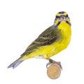 Yellow fronted canary bird on white Royalty Free Stock Photo