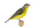 Yellow fronted canary bird on white Royalty Free Stock Photo