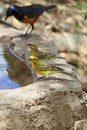 The Yellow-fronted canary Royalty Free Stock Photo