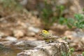 The Yellow-fronted canary Royalty Free Stock Photo