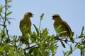 Yellow fronted canary Crithagra mozambica yellow eyed finch couple discussion Royalty Free Stock Photo