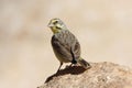 Yellow fronted canary, Crithagra mozambica Royalty Free Stock Photo