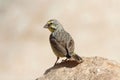 Yellow fronted canary, Crithagra mozambica Royalty Free Stock Photo