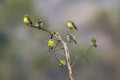 Yellow-fronted Canary in Kruger National park, South Africa Royalty Free Stock Photo