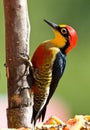 Yellow-fronted Woodpecker, Melanerpes flavifrons Royalty Free Stock Photo