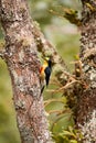 Yellow-fronted woodpecker Royalty Free Stock Photo