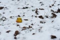 Yellow, frozen apple in snow