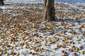 Yellow frozen apples in snow under the apple tree