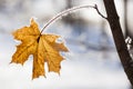 Yellow frozen maple leaf