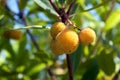 Yellow fruit of the arbutus tree. Strawberry tree berries, close up Royalty Free Stock Photo