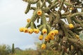 Yellow Fruit on a Cane Cholla in the Sonoran Desert