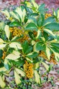 yellow Fruit of Dwarf Schefflera, Arboricola Royalty Free Stock Photo