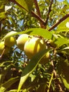 The yellow fruit of the peach tree