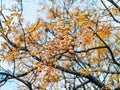 Yellow fruit of a plant Melia azedarach on a tree. Plants of Mon Royalty Free Stock Photo