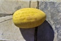 Yellow fruit of a ripe melon on the stone floor