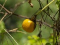Close up Stinking Passion fruit