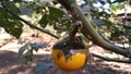 yellow fruit is very tasty and ready to be picked to enjoy