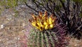 Yellow fruits with cactus seeds in Arizona barrel cactus, fishhook barrel, candy barrel, compass barrel Ferocactus wislizeni