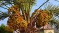 yellow fruits dates .yellow dates on a tree landscape. Royalty Free Stock Photo