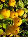 Yellow fruits of japanese quince garland on branches of a bush Royalty Free Stock Photo