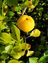 Yellow fruits of japanese quince garland on branches of a bush Royalty Free Stock Photo