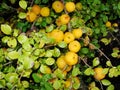 Yellow fruits of japanese quince garland on branches of a bush Royalty Free Stock Photo