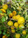 Yellow fruits of japanese quince garland on branches of a bush Royalty Free Stock Photo