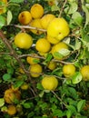 Yellow fruits of japanese quince garland on branches of a bush Royalty Free Stock Photo