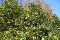 Yellow fruits in the leafage of quince in October