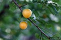 Yellow fruits of a mirabelle plum Royalty Free Stock Photo