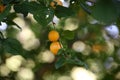 Yellow fruits of a mirabelle plum Royalty Free Stock Photo