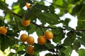 Yellow fruits of a mirabelle plum Royalty Free Stock Photo