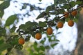 Yellow fruits of a mirabelle plum Royalty Free Stock Photo